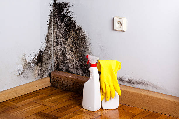 Dandridge, TN Mold Removal Company